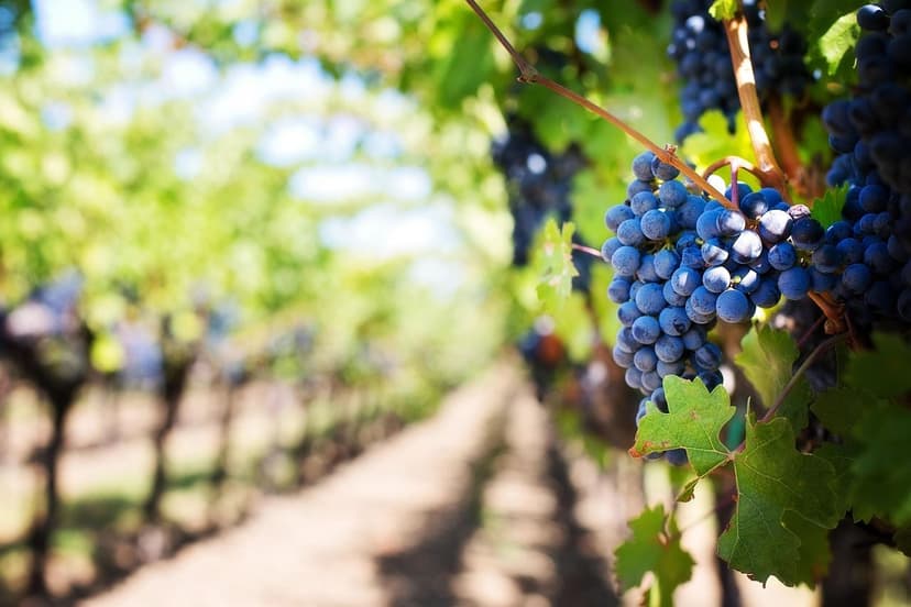 Unicellular Algae in Soil: Benefits and Functions