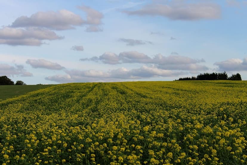 Fertilização Nitrogenada em Milho: Dose e Aplicação