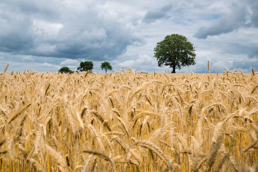 Biostimulants pour améliorer les cultures en Europe