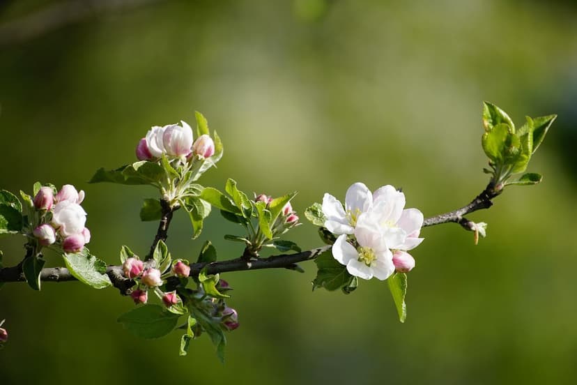 Uso de Bioestimulantes para Melhorar a Floração em Ameixeiras