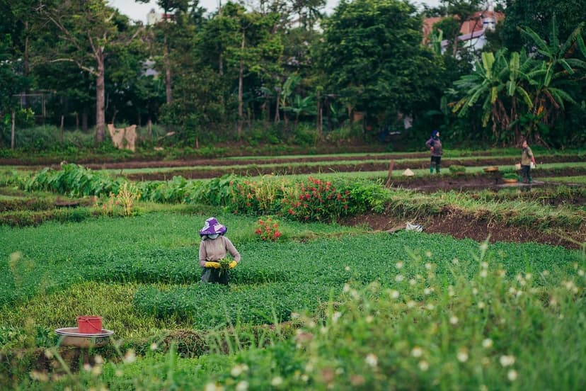 La montée en puissance de l'agriculture durable en Amérique latine : o