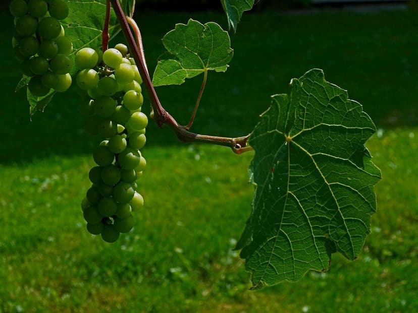 Biostimulanzien zur Krankheitsbekämpfung bei der Weinrebe