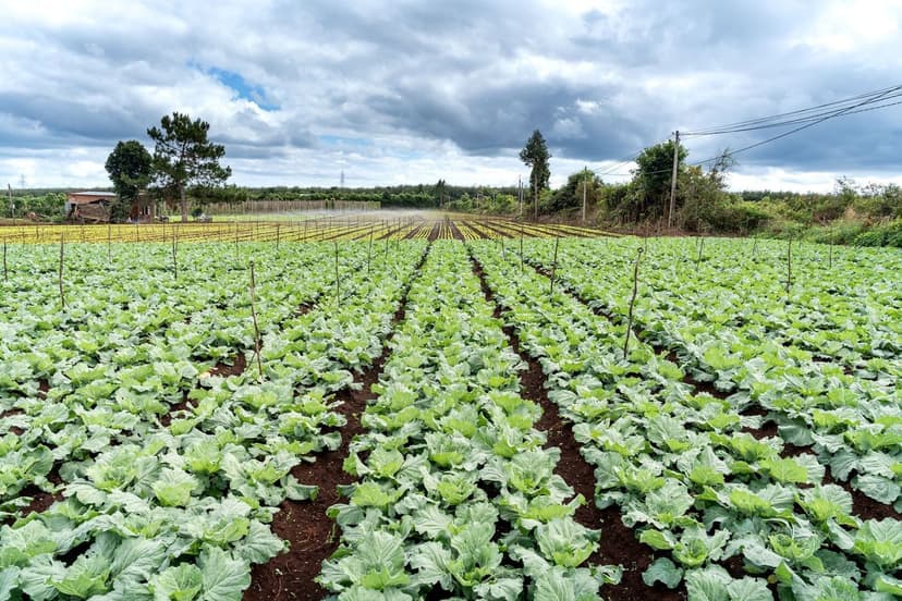 Biostimolanti per l'Agricoltura Biologica in Europa