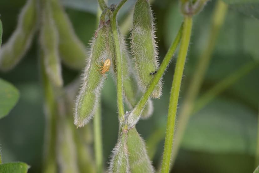Melhorias na Germinação com Bioestimulantes Agrícolas