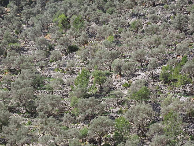Use of Biostimulants in Pest Control in Olive Trees