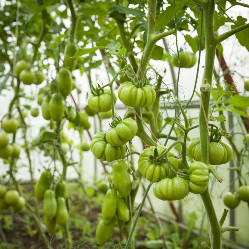 plantas de tomate en invernadero con sistema de riego por goteo
