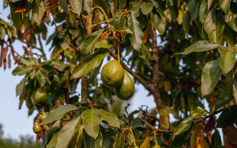 Phytophthora in organic avocado: integrated management