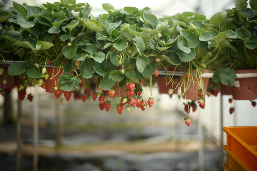 Calibre des baies : la nouvelle conversation agronomique