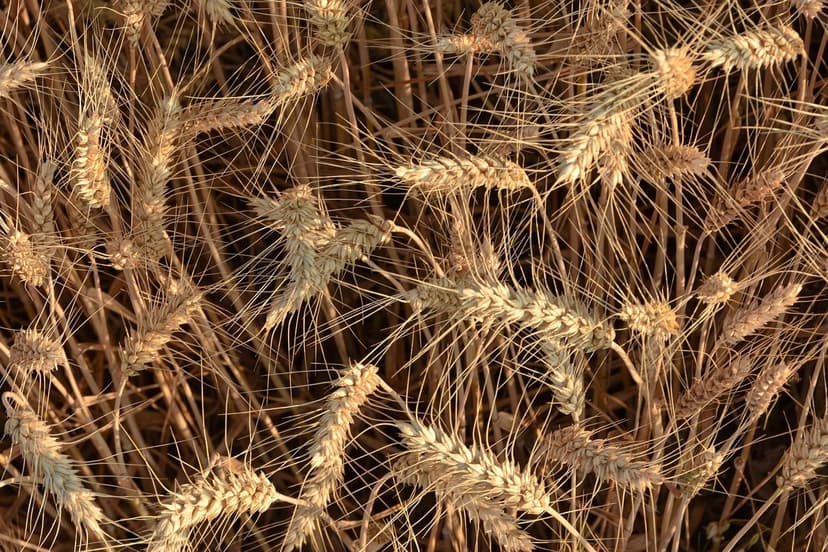 Tendencias Bioprotectores Cultivos Tropicales 2026