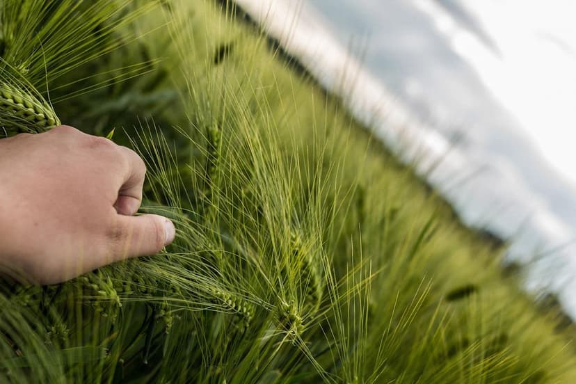 Biostimulants for Soybean: Boost Your Harvest