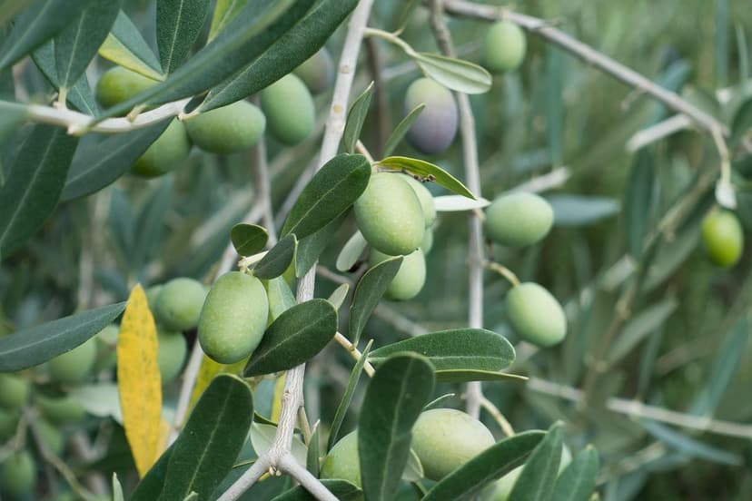 Come Correggere la Carenza di Azoto nell'Olivo