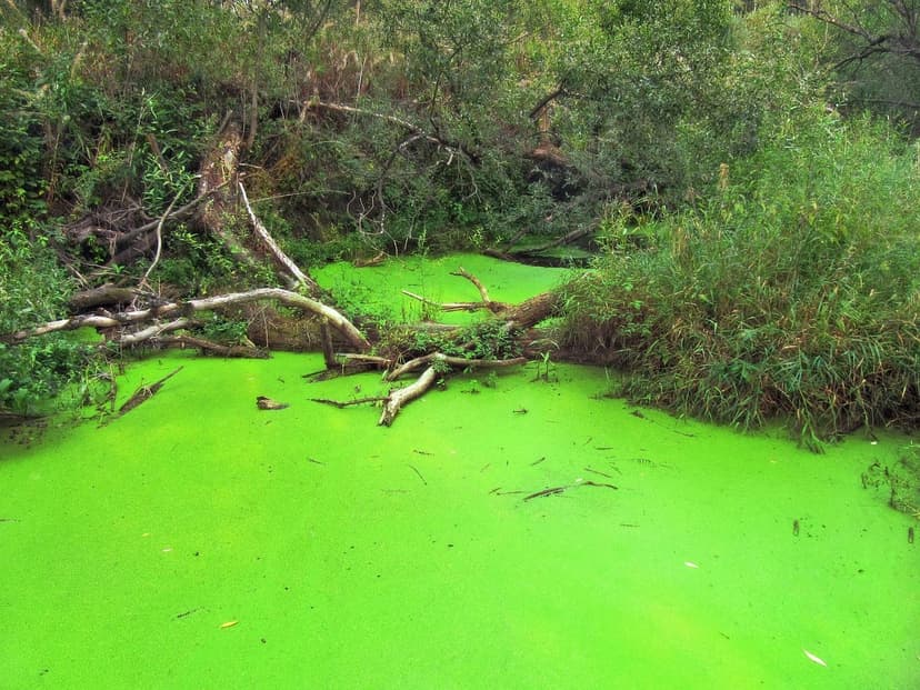 Algas Unicelulares: Vantagens sobre Algas Marinhas