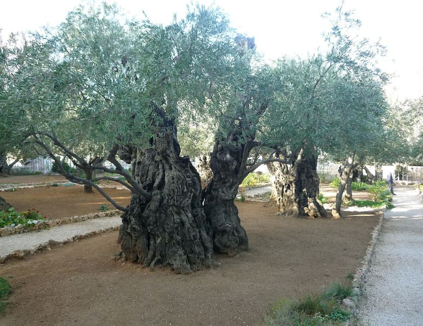 Guía paso a paso para aplicar bioprotectores en olivos