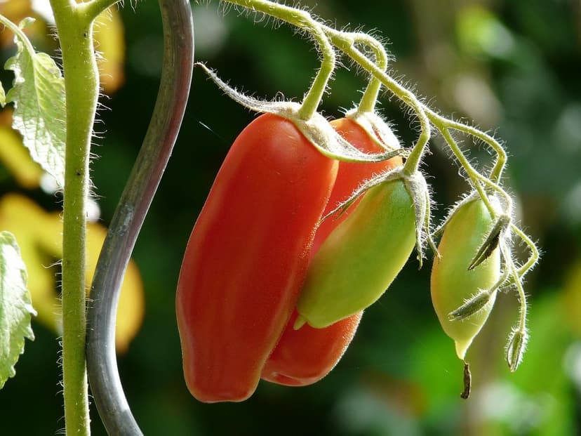 Biostimulants for Tomato: Application and Results