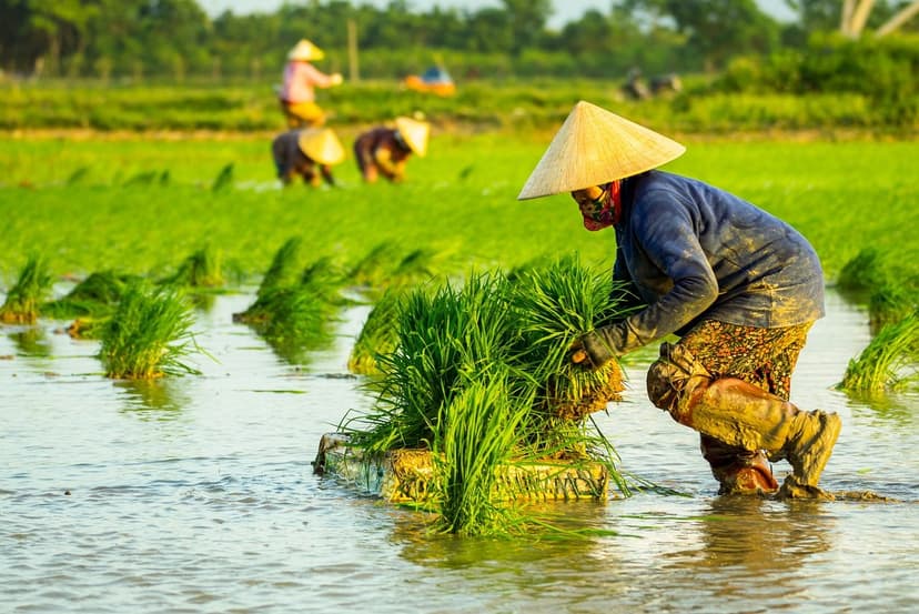 Improvements in Germination with Agricultural Biostimulants