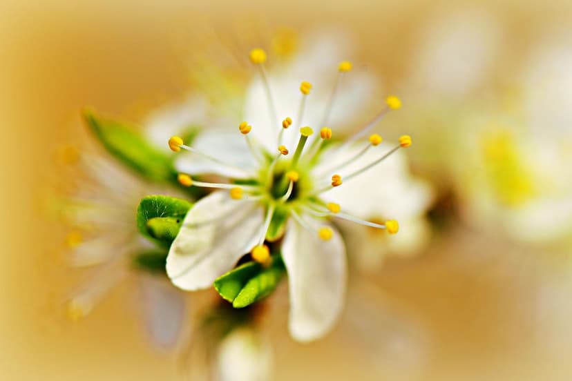 Utilisation de biostimulants pour améliorer la floraison des pruniers