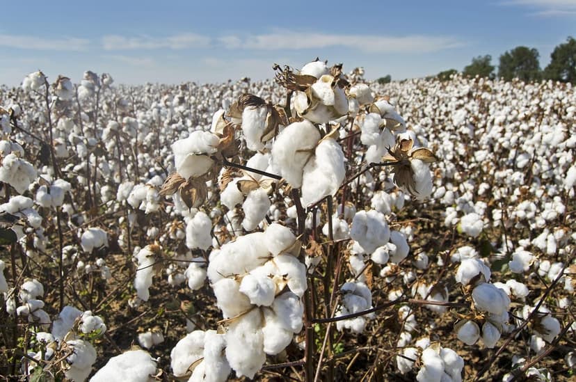 Biostimulants Écologiques : Amplificateurs Naturels de la Croissance d