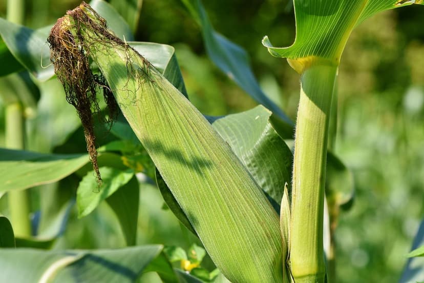Wann und wie man Biostimulanzien bei tropischem Mais anwendet