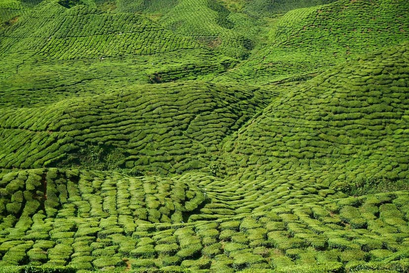 Estratégias para Implementar Agricultura Sustentável