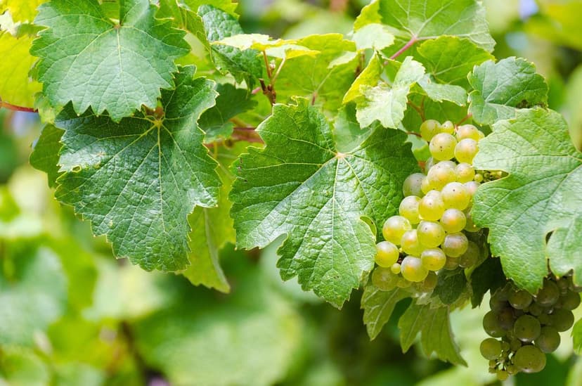 Biostimulanzien zur Krankheitsbekämpfung bei der Weinrebe