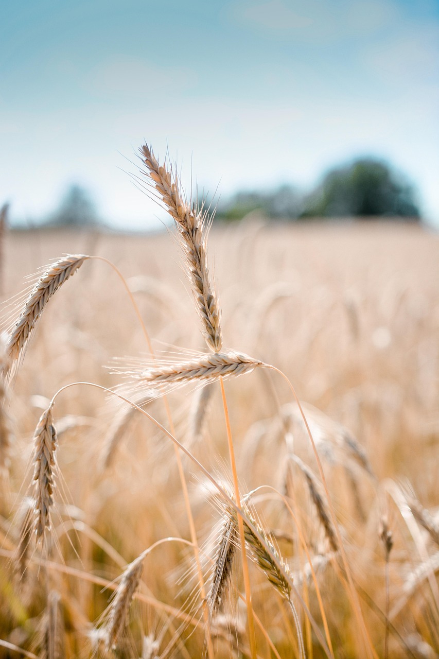 Agronomische Strategien zur Minderung von Hitzestress