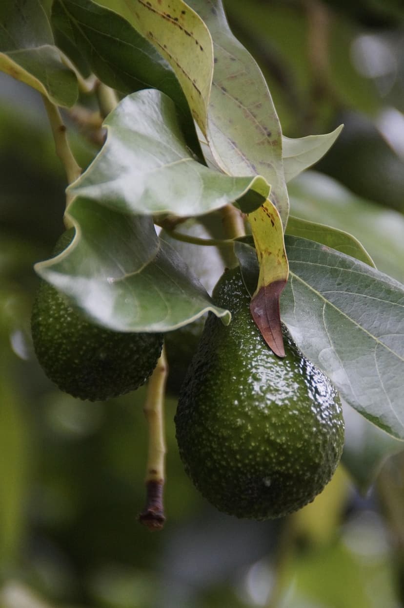 Sintomi e diagnosi dell'oidio nell'avocado