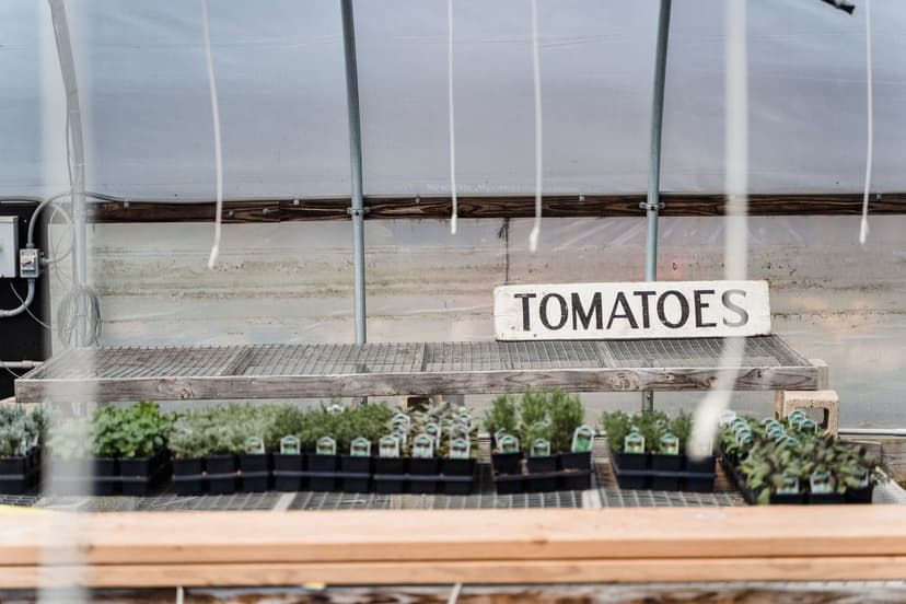 Bioestimulantes para recuperación post-estrés en tomate
