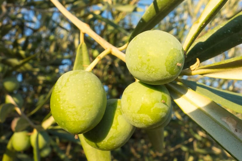 Effetto dei Biostimolanti sul Germogliamento dell'Olivo