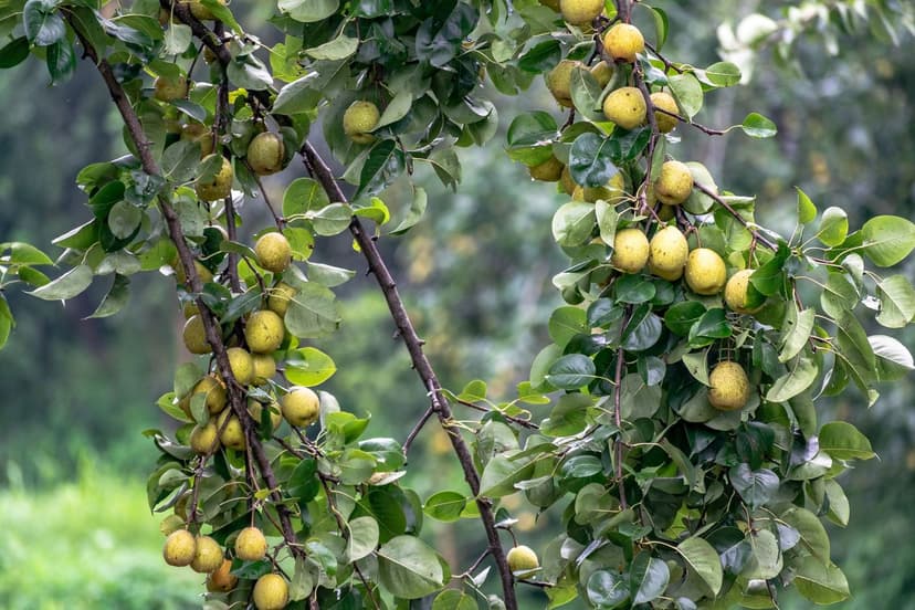 Techniques d'Application de Biostimulants en Arboriculture Fruitière