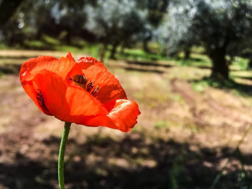 Biostimulanzien Olive Wurzelaufnahme und Ertrag