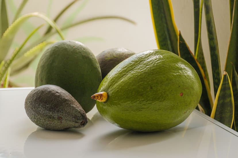 Certificación ecológica en aguacate con bioprotectores