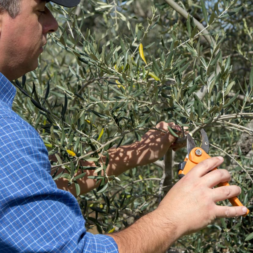 Agricultor revisando hojas de olivo en olivar ecológico