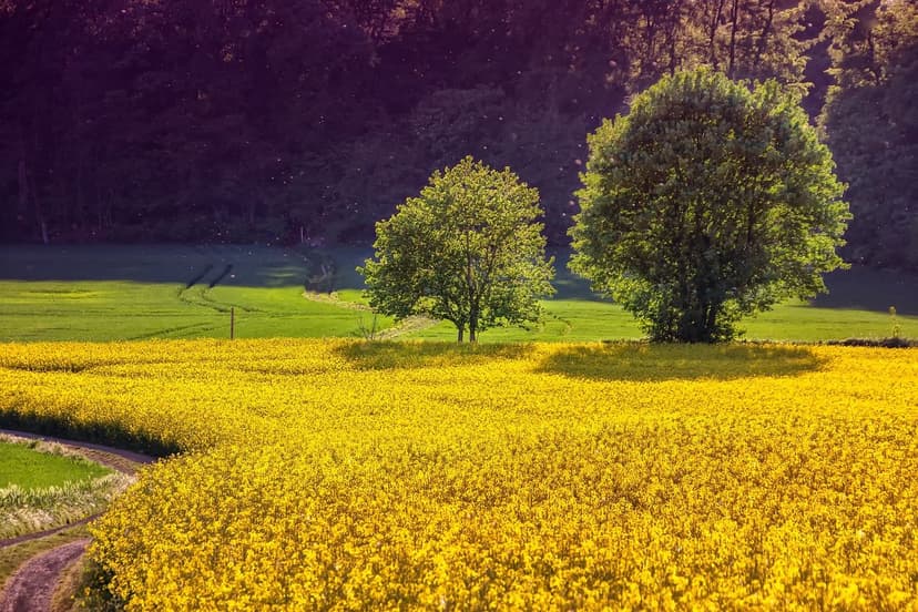 Azote Nitrique en Agriculture : Avantages et Application