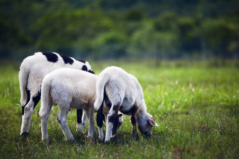 Ecoganic e la Rivoluzione dell'Agricoltura Sostenibile