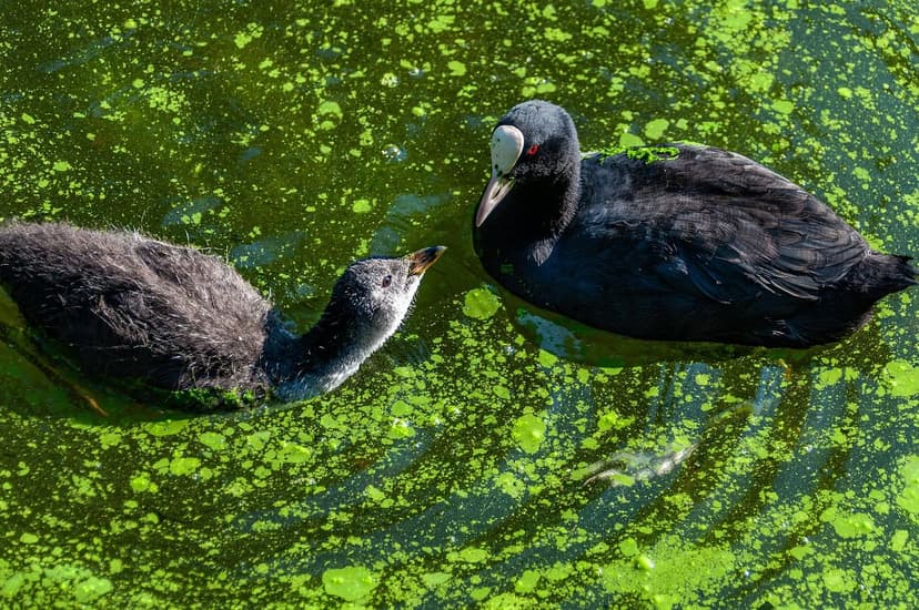 Algas Unicelulares e Extratos de Levedura como Bioestimulantes