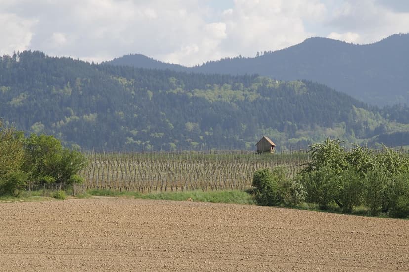 Biostimulanzien für Weinreben und Trauben: Technischer Leitfaden nach 