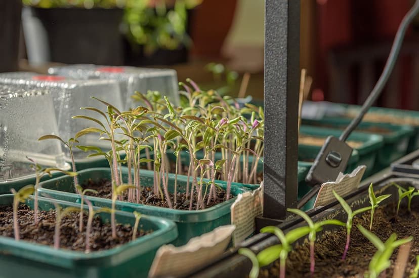 Bioestimulantes en tomate de procesado: +14% producción y +20% BRIX re