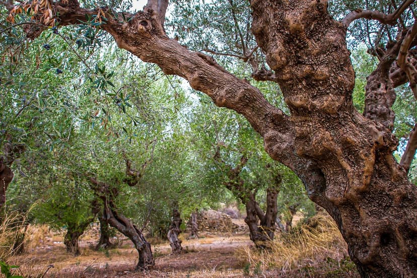 Biostimolanti Olivo Assorbimento Radicale e Resa