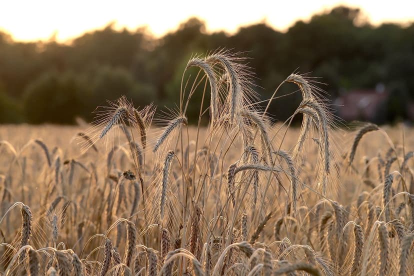 Guida Pratica per l'Uso dei Bioprotettori nelle Colture di Grano