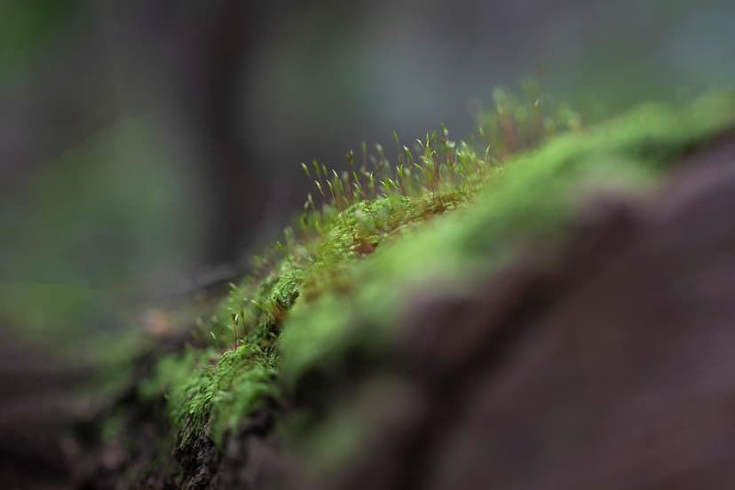 Alghe Unicellulari vs Acidi Umici: Qual è il Migliore?
