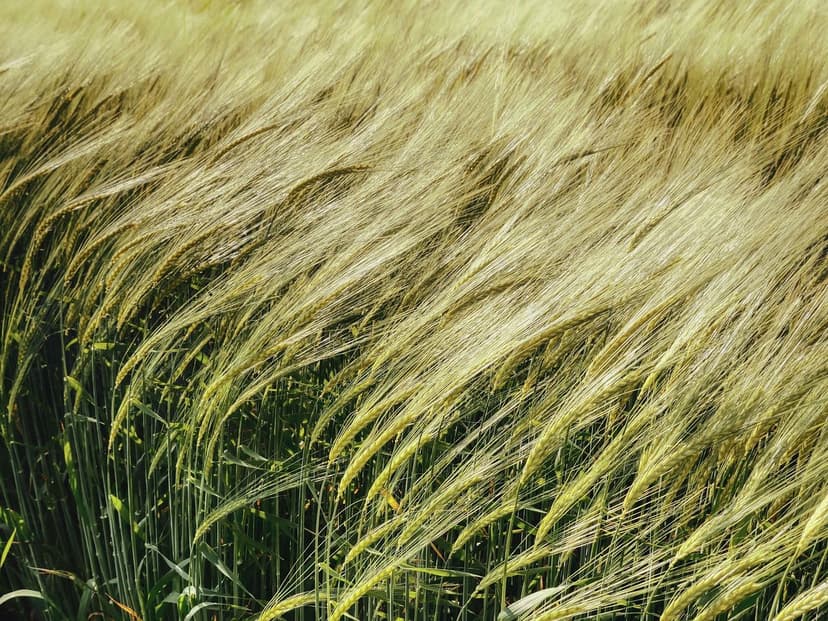 Azoto a Rilascio Lento in Agricoltura: Vantaggi