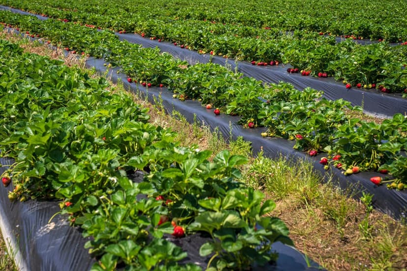 Calibre em berries: a nova conversa agronômica