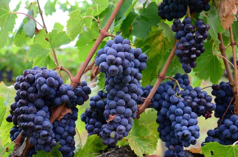 Biostimulants pour le Contrôle des Maladies de la Vigne