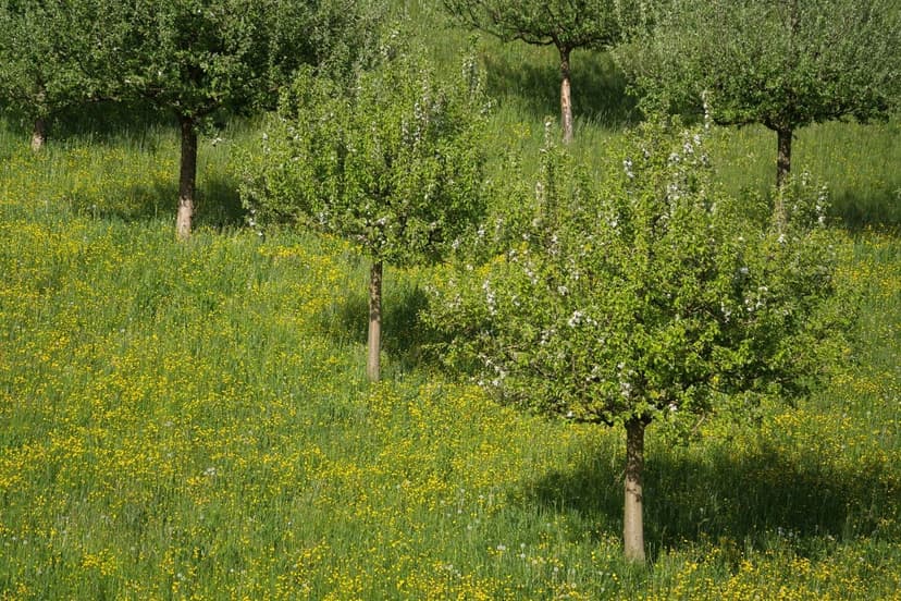 Floración y cuaje en frutales de exportación: criterio técnico