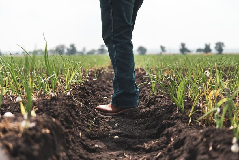Biostimulanzien im ökologischen Landbau in Europa
