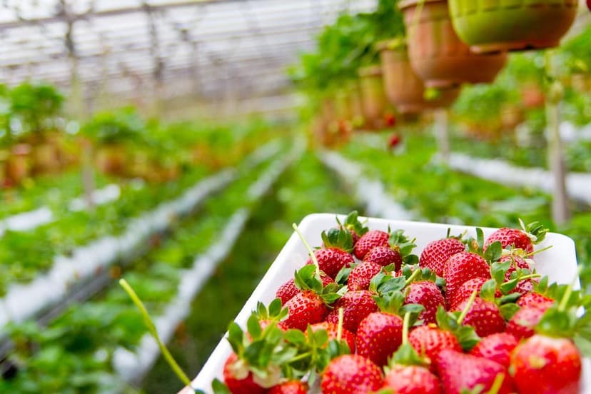Mikronährstoffe in gesunden Beeren: Ihre Bedeutung