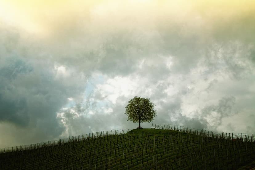 Biostimulants for Avocado: Technical Guide by Phenological Phase for S