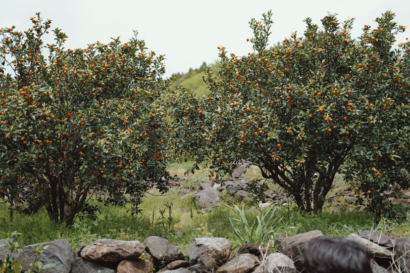 Techniques d'Application de Biostimulants en Arboriculture Fruitière