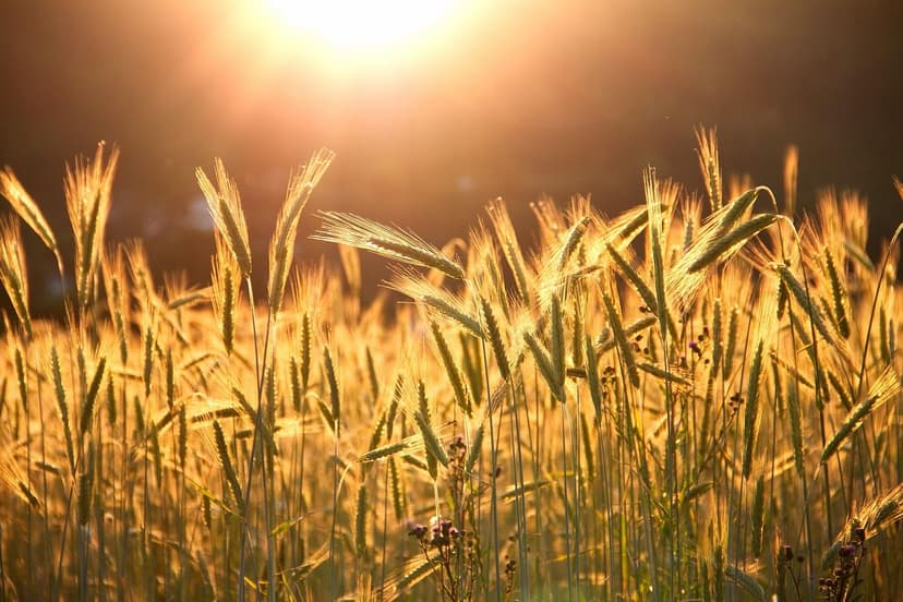 Common Mistakes in Biostimulants for Tropical Crops