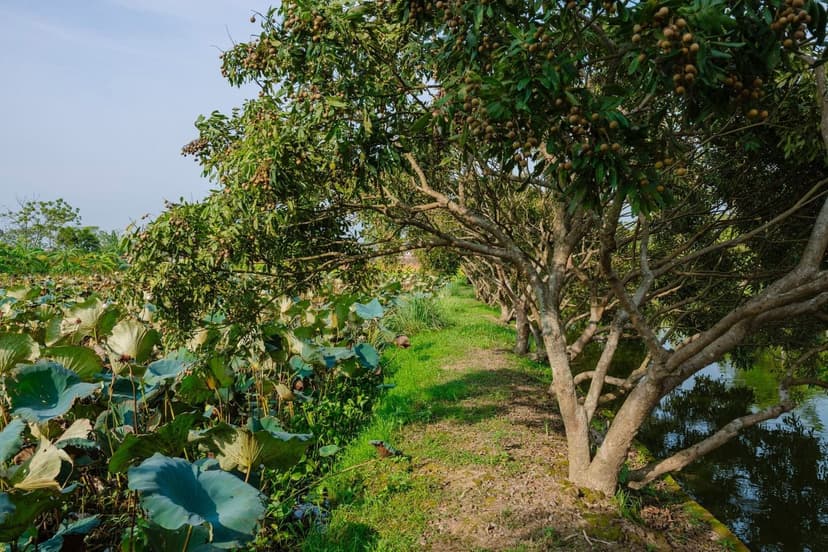 Técnicas de Aplicación de Bioestimulantes en Frutales